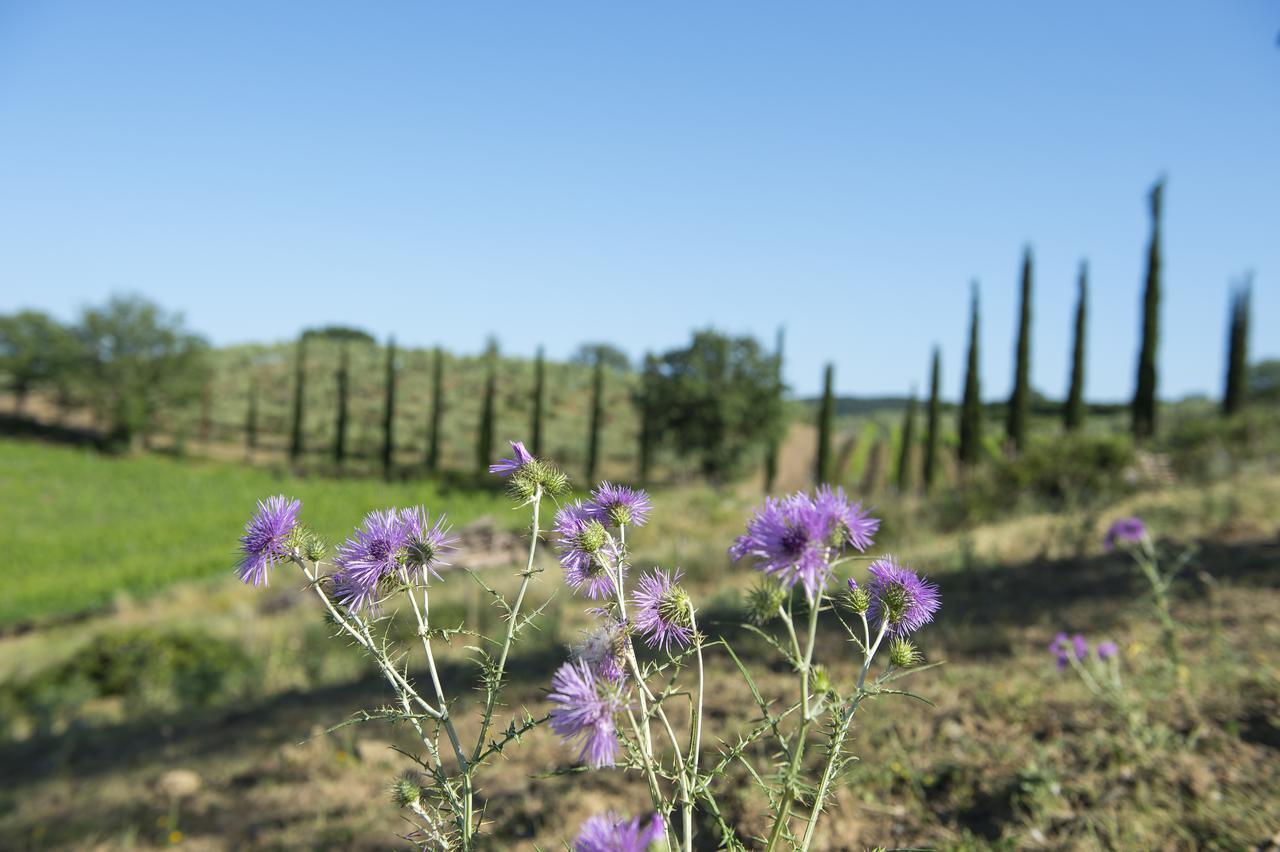 Agriturismo Poggio Corbello La Pesta Zewnętrze zdjęcie