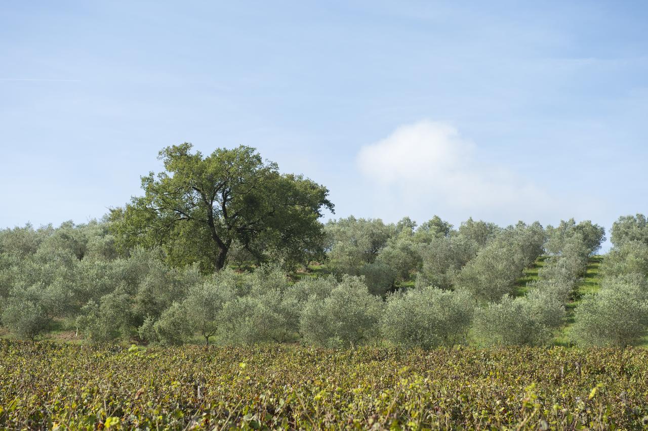 Agriturismo Poggio Corbello La Pesta Zewnętrze zdjęcie
